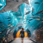 Dubai Mall Aquarium